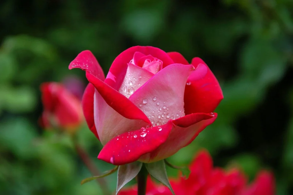 Rose Flower Sweet Scent Bioethanol Fuel 1L